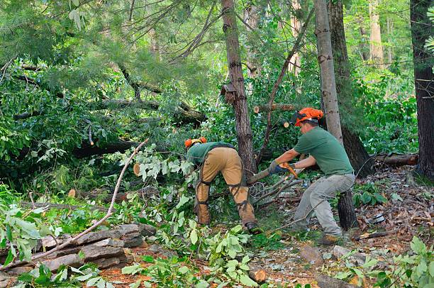 Best Tree Disease Treatment  in Hatch, NM